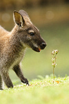 Animaux