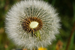 Macros